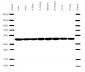 Beta-actin Antibody